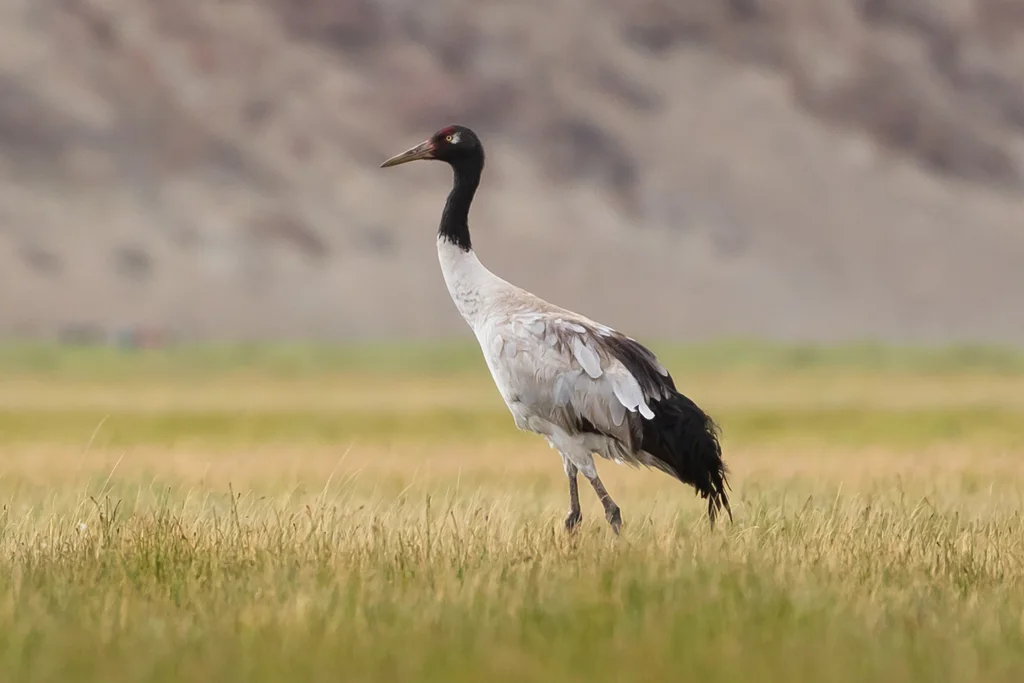 黑颈鹤(Grus nigricollis)