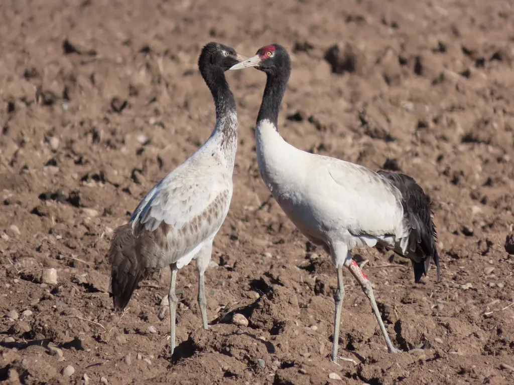 黑颈鹤(Grus nigricollis)