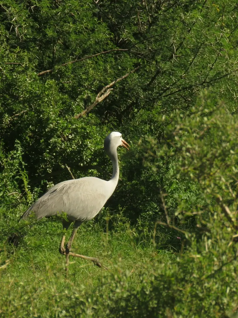 蓝蓑羽鹤(Grus paradisea)