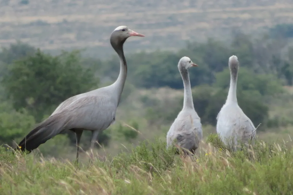 蓝蓑羽鹤(Grus paradisea)