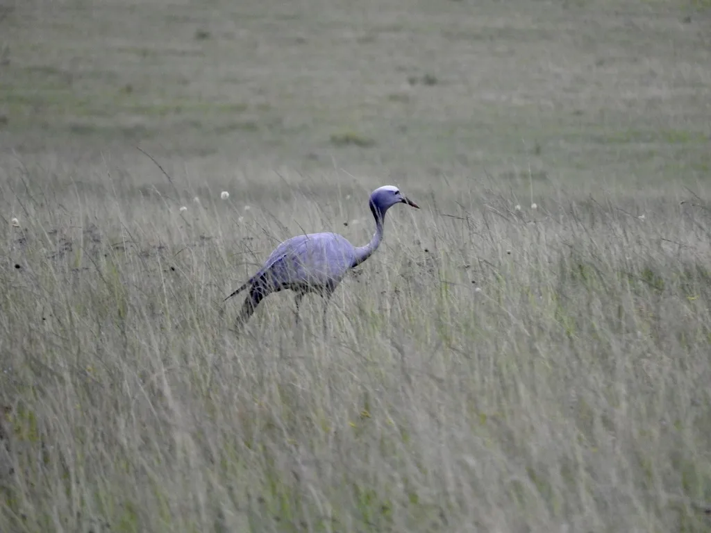 蓝蓑羽鹤(Grus paradisea)