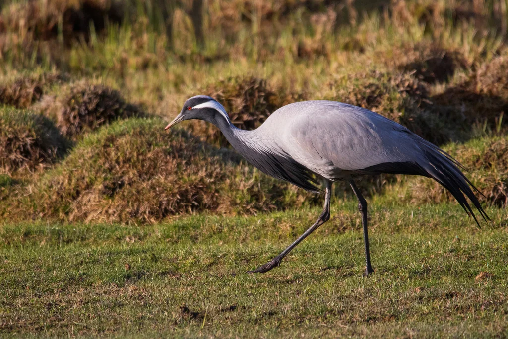 蓑羽鹤(Grus virgo)