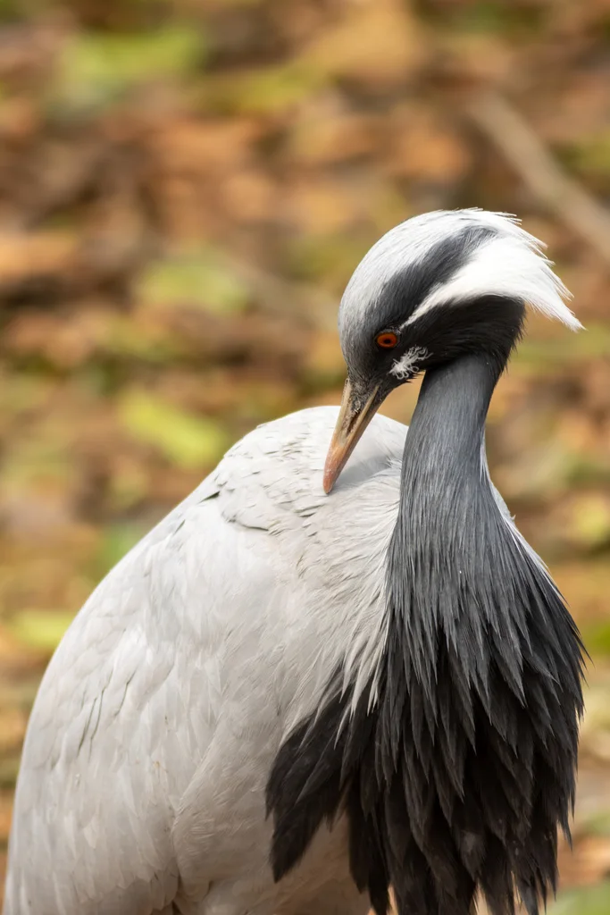 蓑羽鹤(Grus virgo)