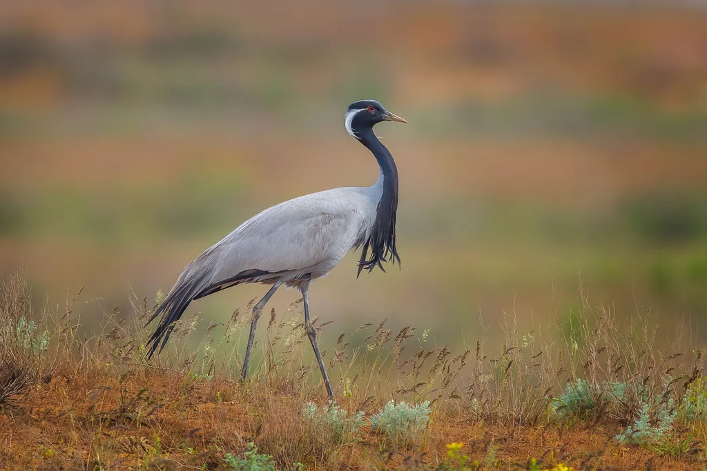 蓑羽鹤(Grus virgo)