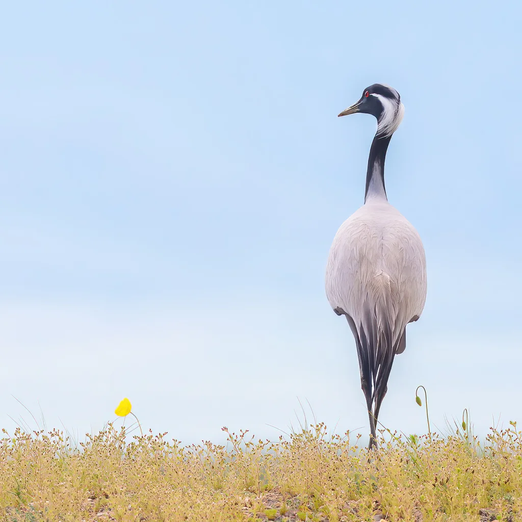 蓑羽鹤(Grus virgo)