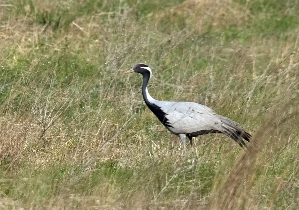 蓑羽鹤(Grus virgo)