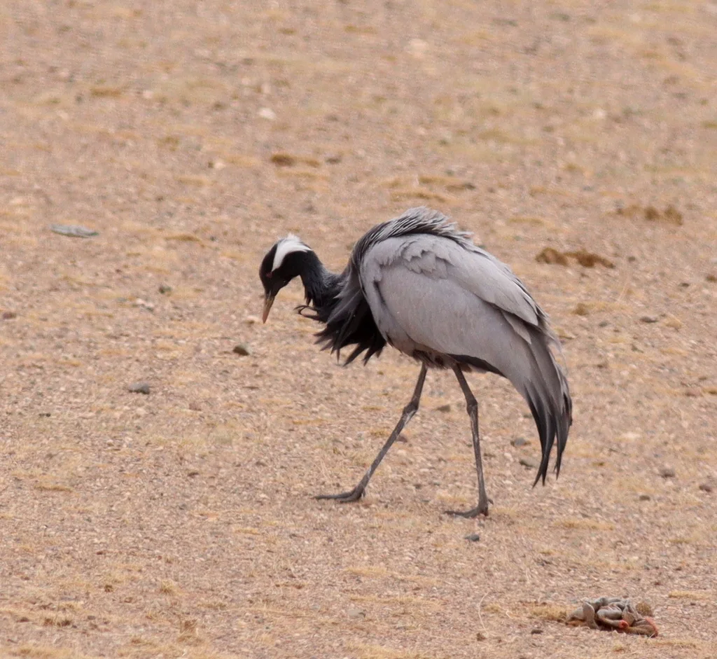 蓑羽鹤(Grus virgo)