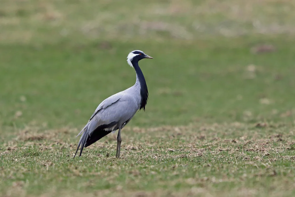 蓑羽鹤(Grus virgo)