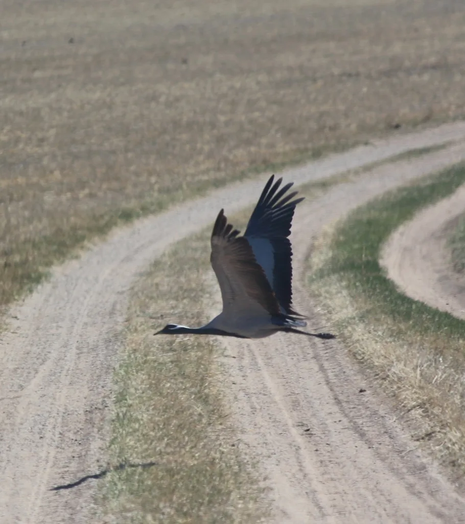 蓑羽鹤(Grus virgo)