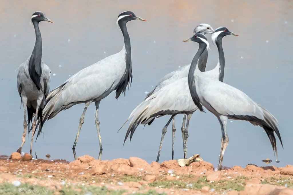 蓑羽鹤(Grus virgo)