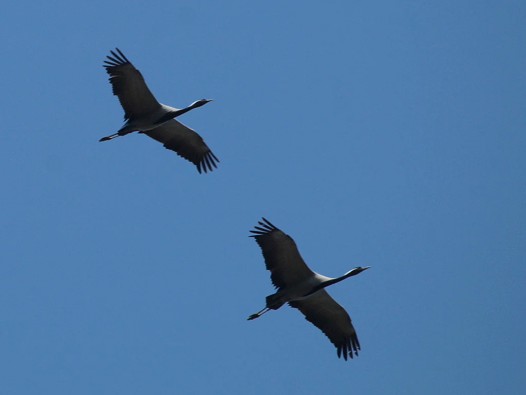 蓑羽鹤(Grus virgo)