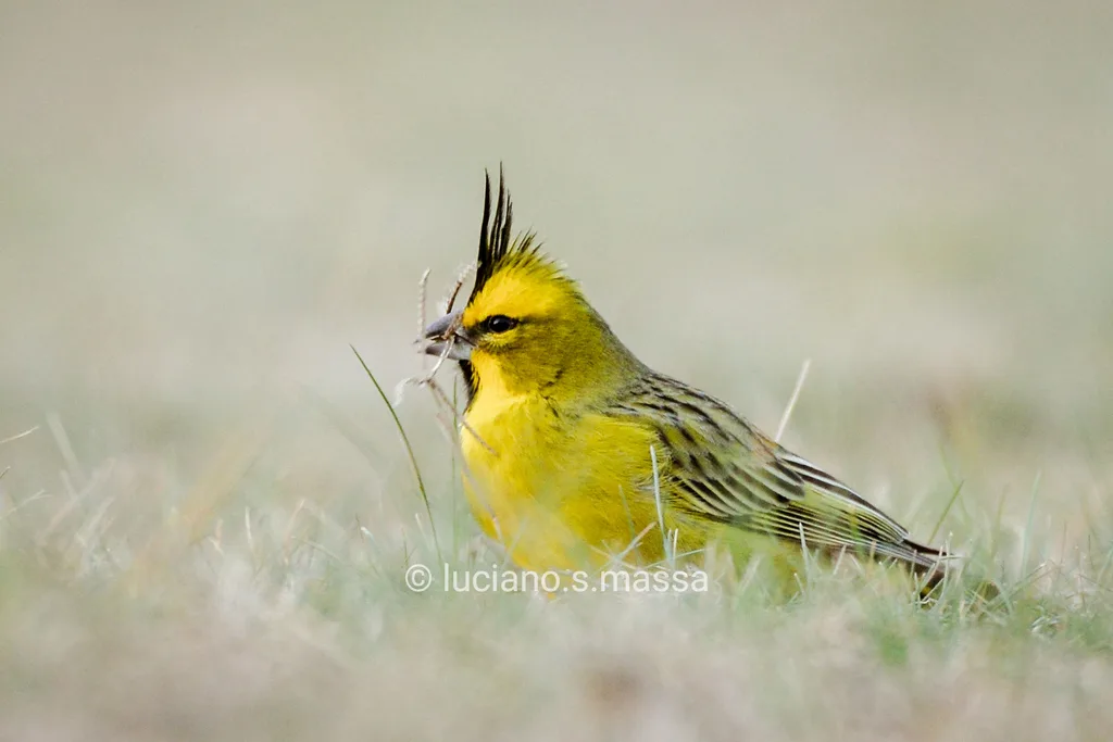 黑冠黄雀鹀(Gubernatrix cristata)