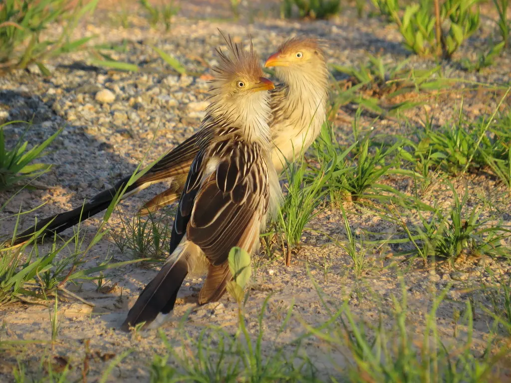 圭拉鹃(Guira guira)