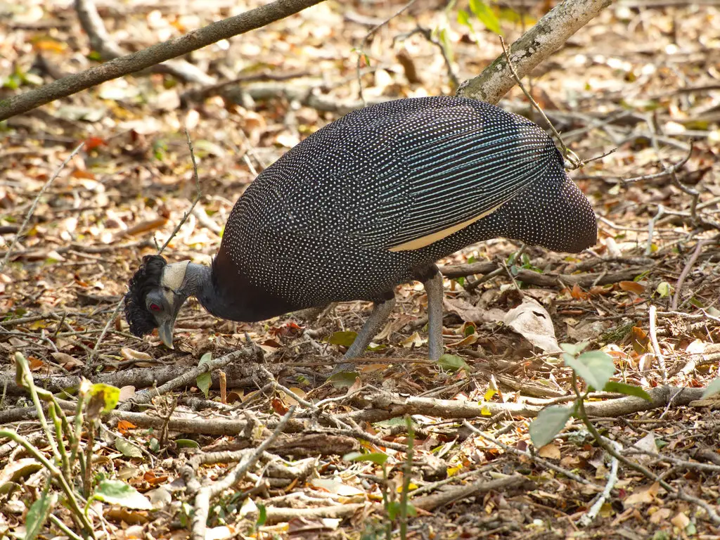 南冠珠鸡(Guttera edouardi)