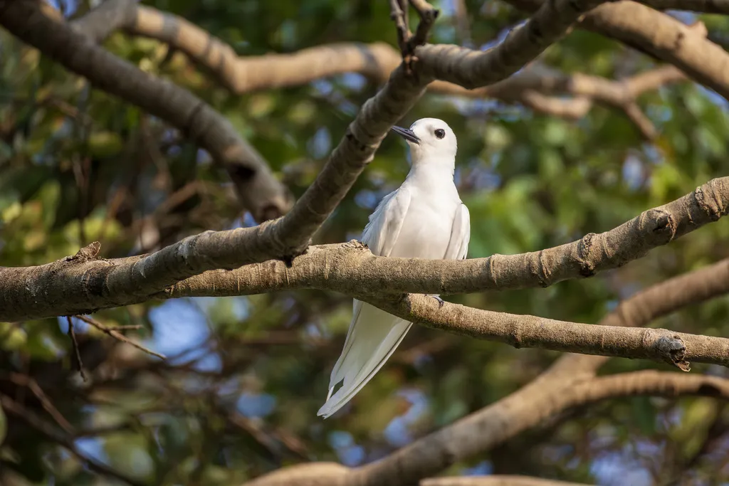 白燕鸥(Gygis alba)