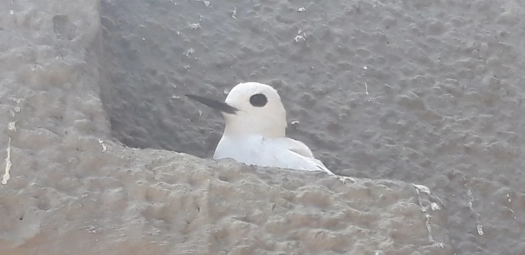 白燕鸥(Gygis alba)