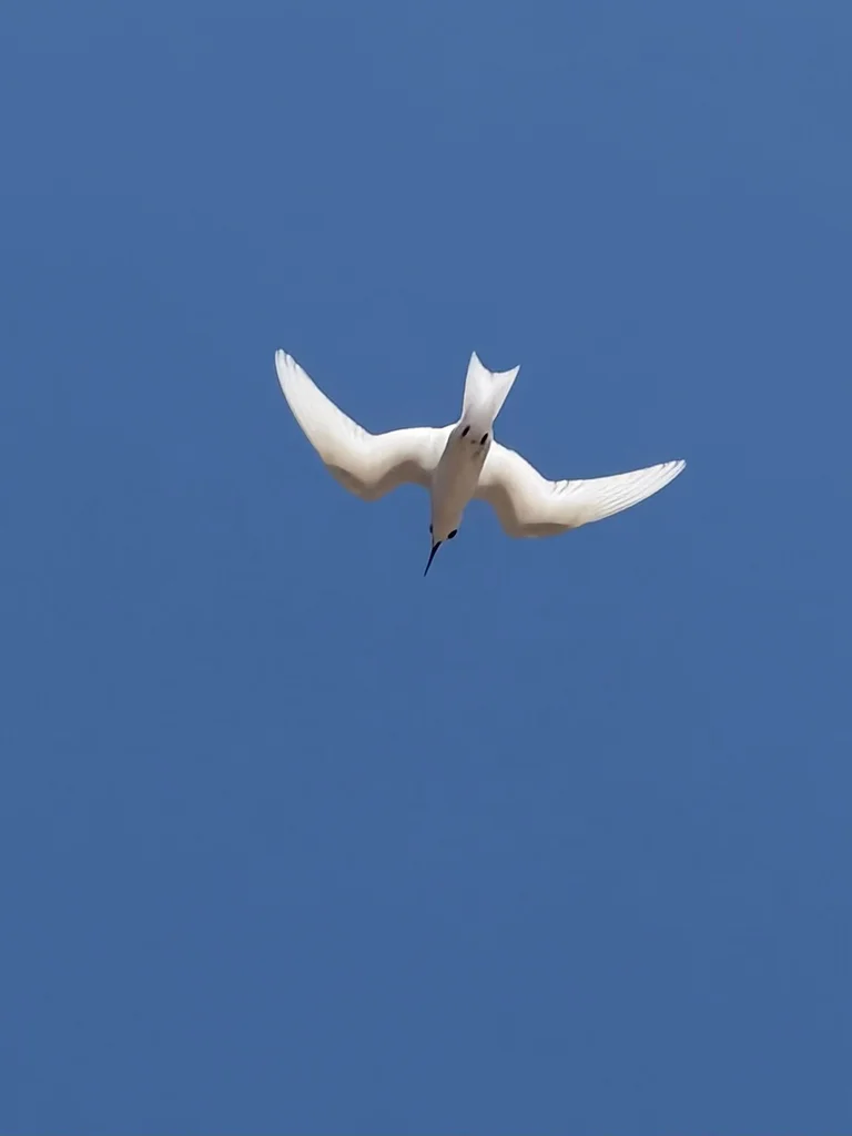 白燕鸥(Gygis alba)