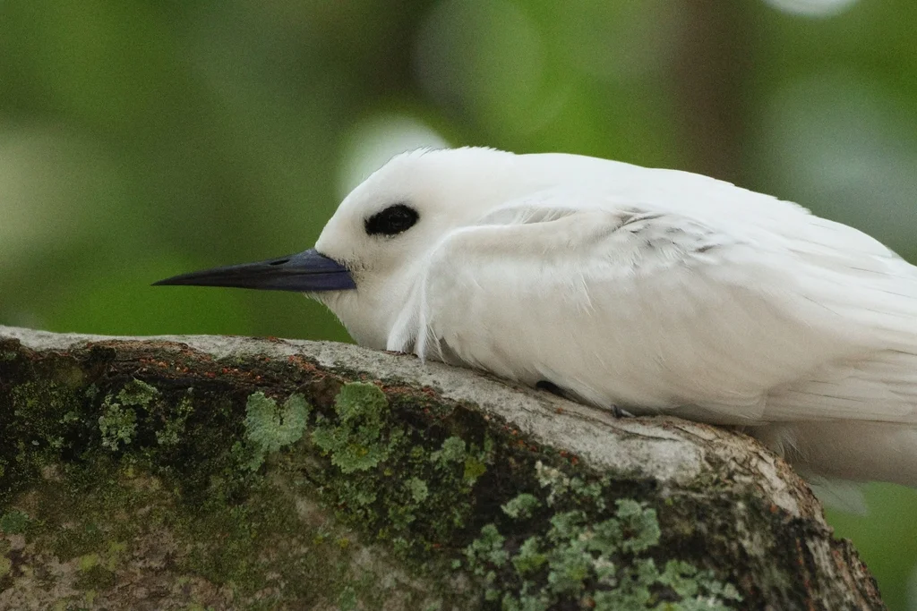 Gygis candida(Gygis candida)