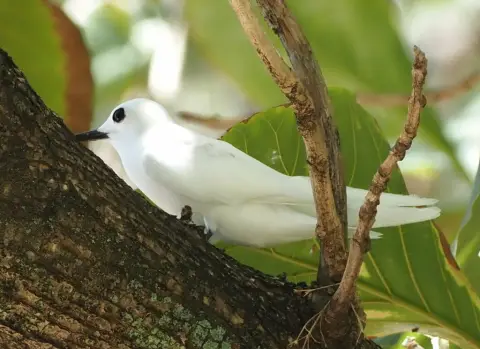 小白燕鸥