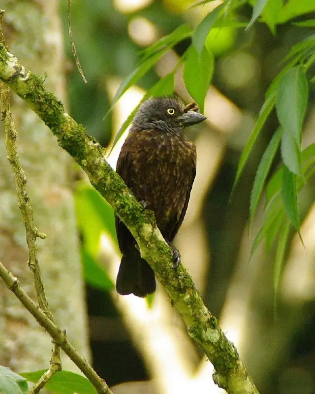 灰喉拟啄木鸟（Gymnobucco bonapartei）
