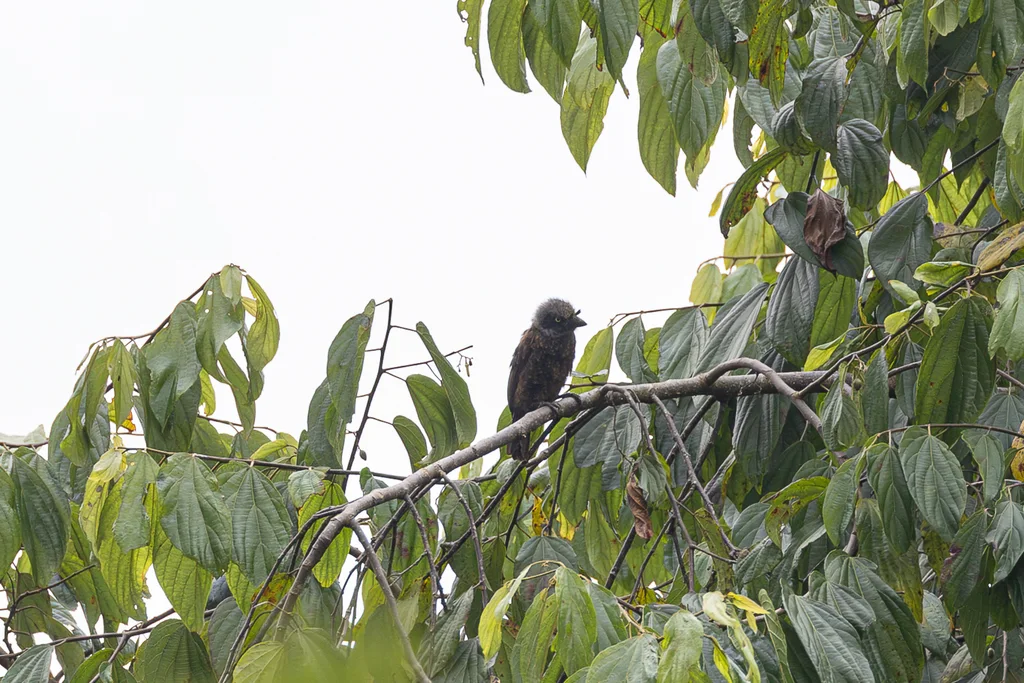 灰喉拟啄木鸟（Gymnobucco bonapartei）
