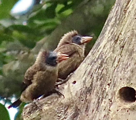 裸颊拟啄木鸟(Gymnobucco calvus)
