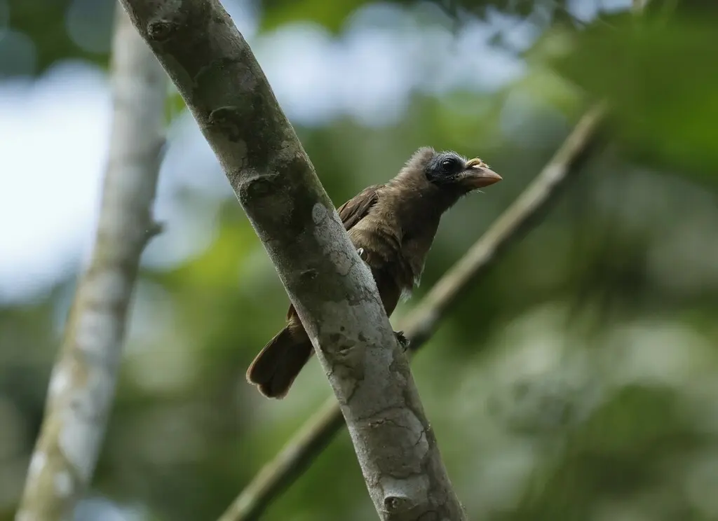 须鼻拟啄木鸟(Gymnobucco peli)