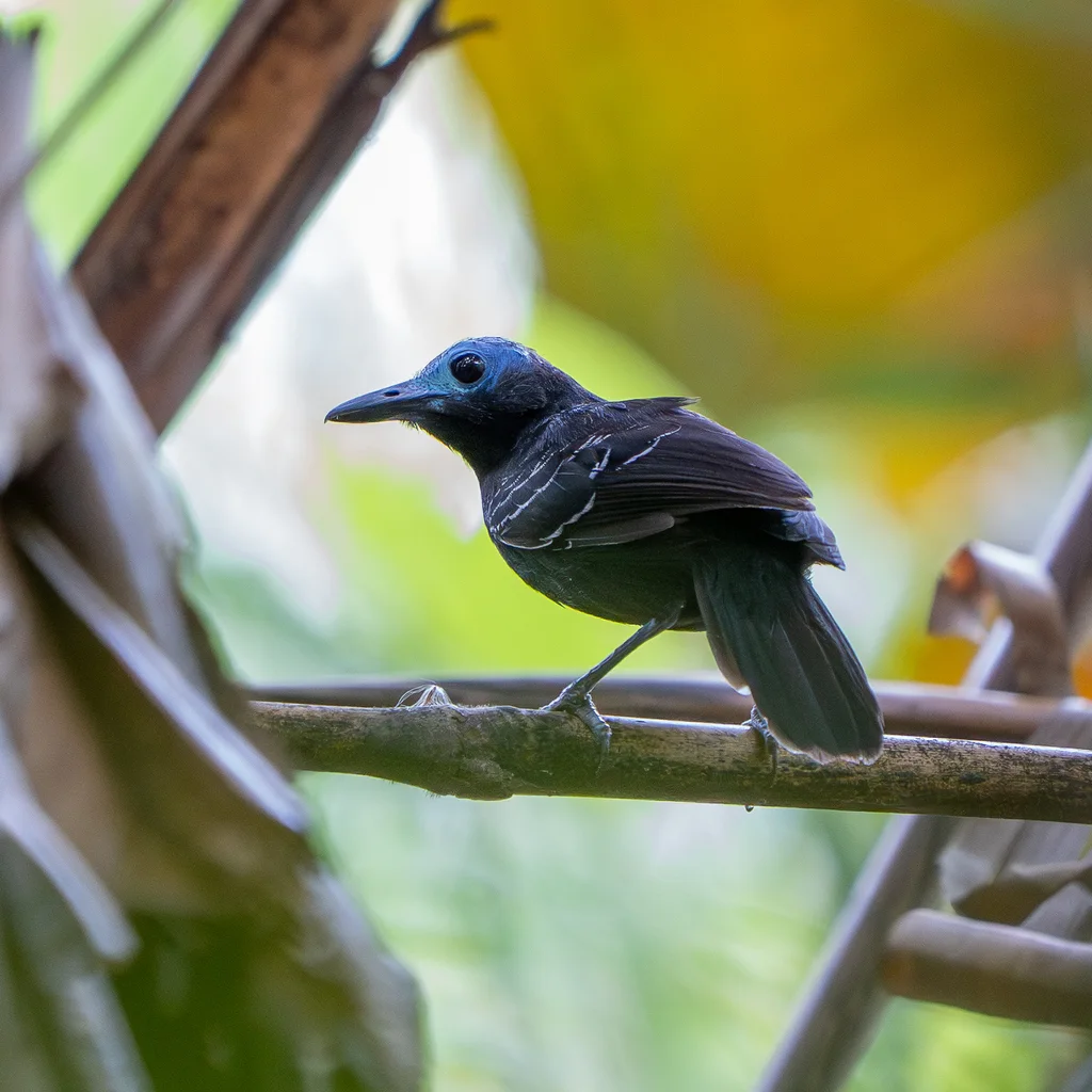 裸顶蚁鸟(Gymnocichla nudiceps)