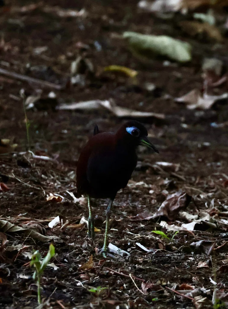 蓝脸秧鸡（Gymnocrex rosenbergii）