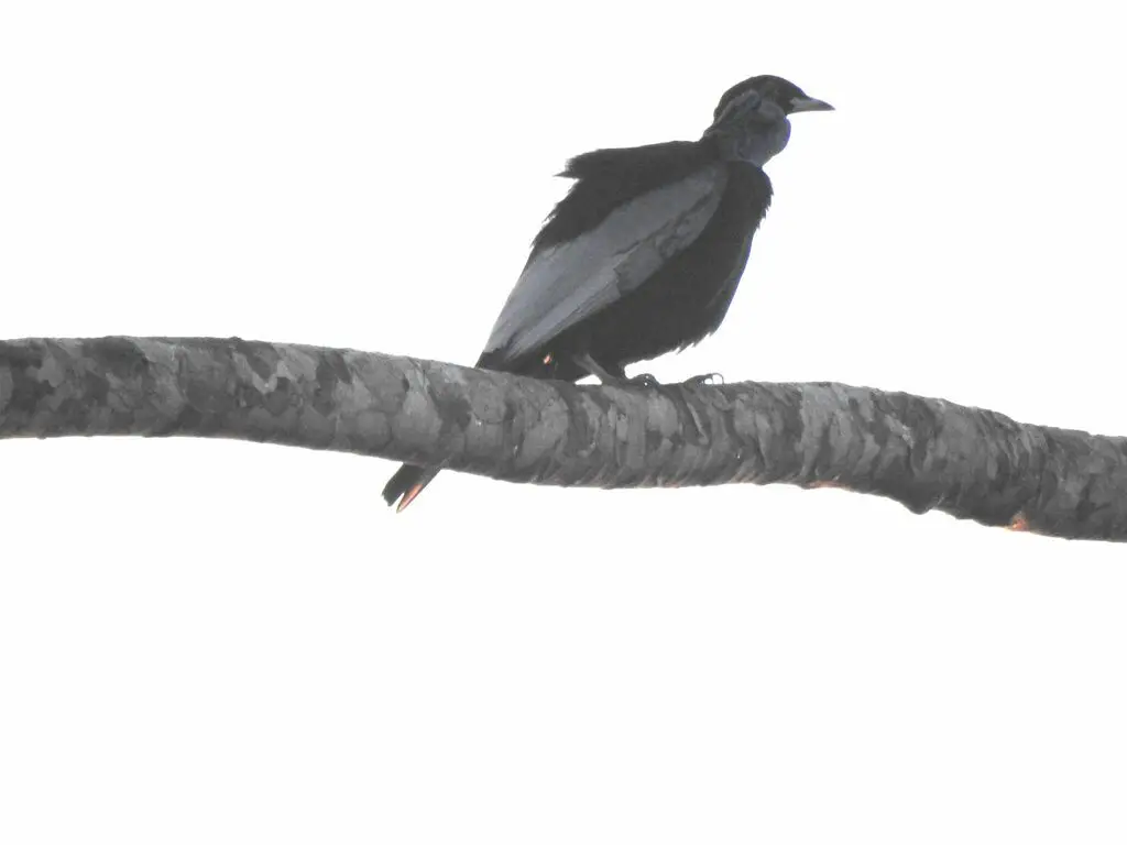裸颈果伞鸟(Gymnoderus foetidus)
