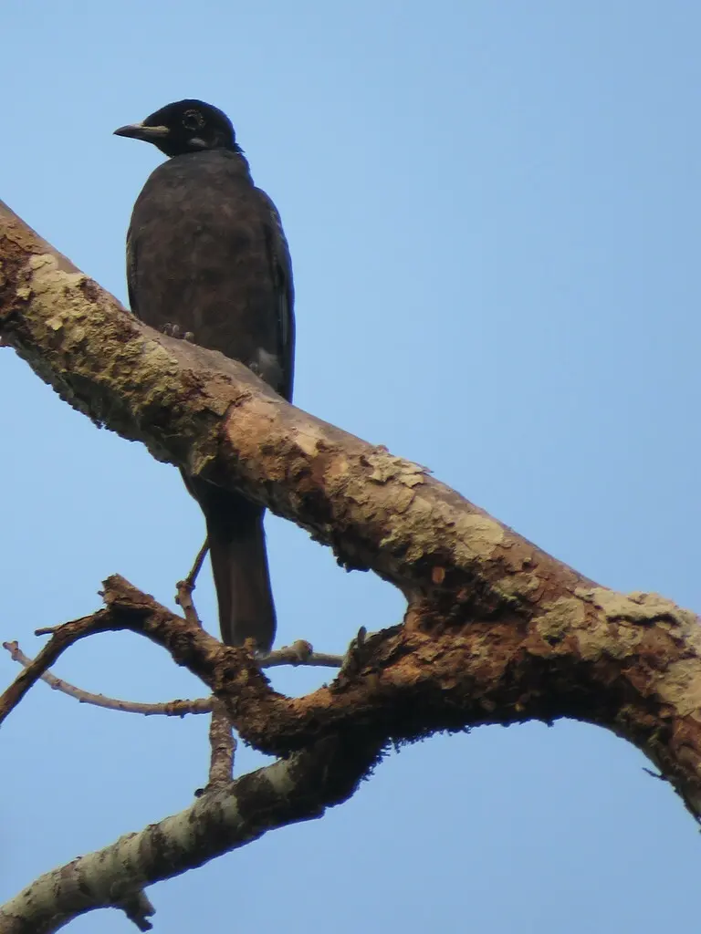 裸颈果伞鸟(Gymnoderus foetidus)