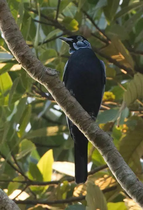 裸颈果伞鸟(Gymnoderus foetidus)