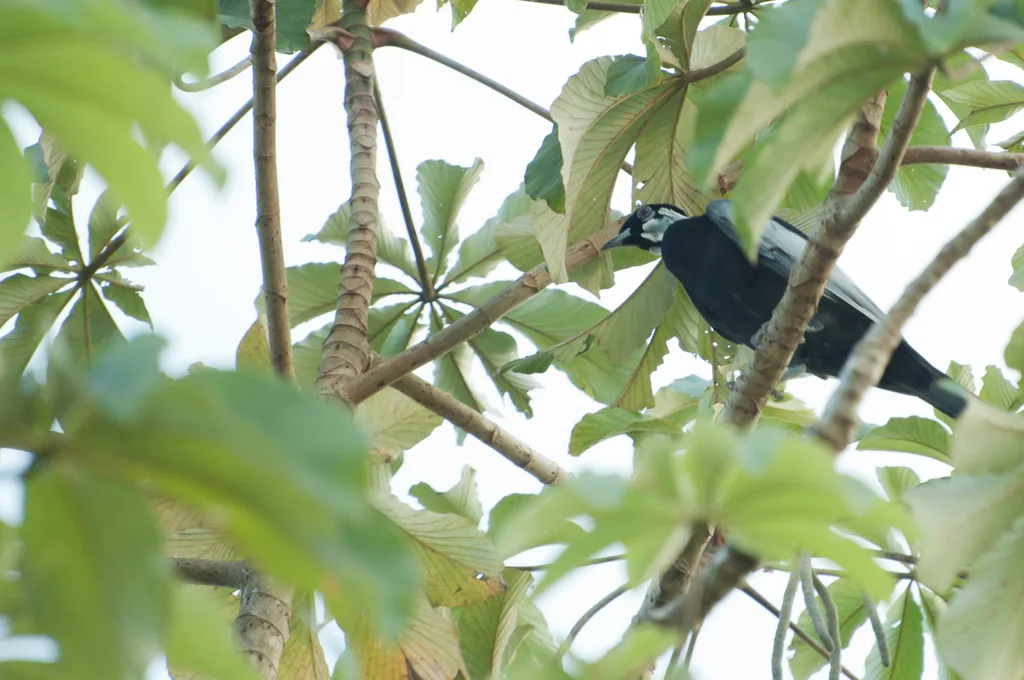 裸颈果伞鸟(Gymnoderus foetidus)