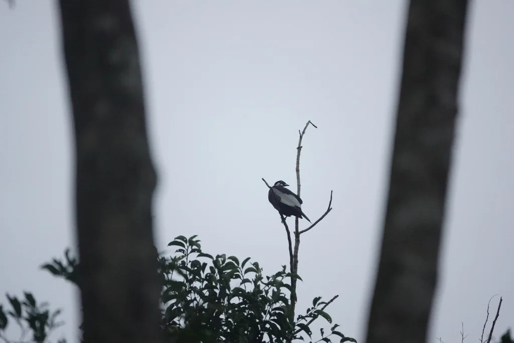 裸颈果伞鸟(Gymnoderus foetidus)