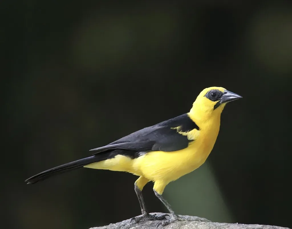 黄头拟鹂(Gymnomystax mexicanus)