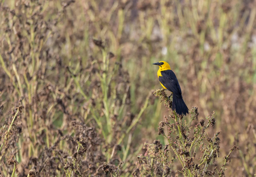黄头拟鹂(Gymnomystax mexicanus)