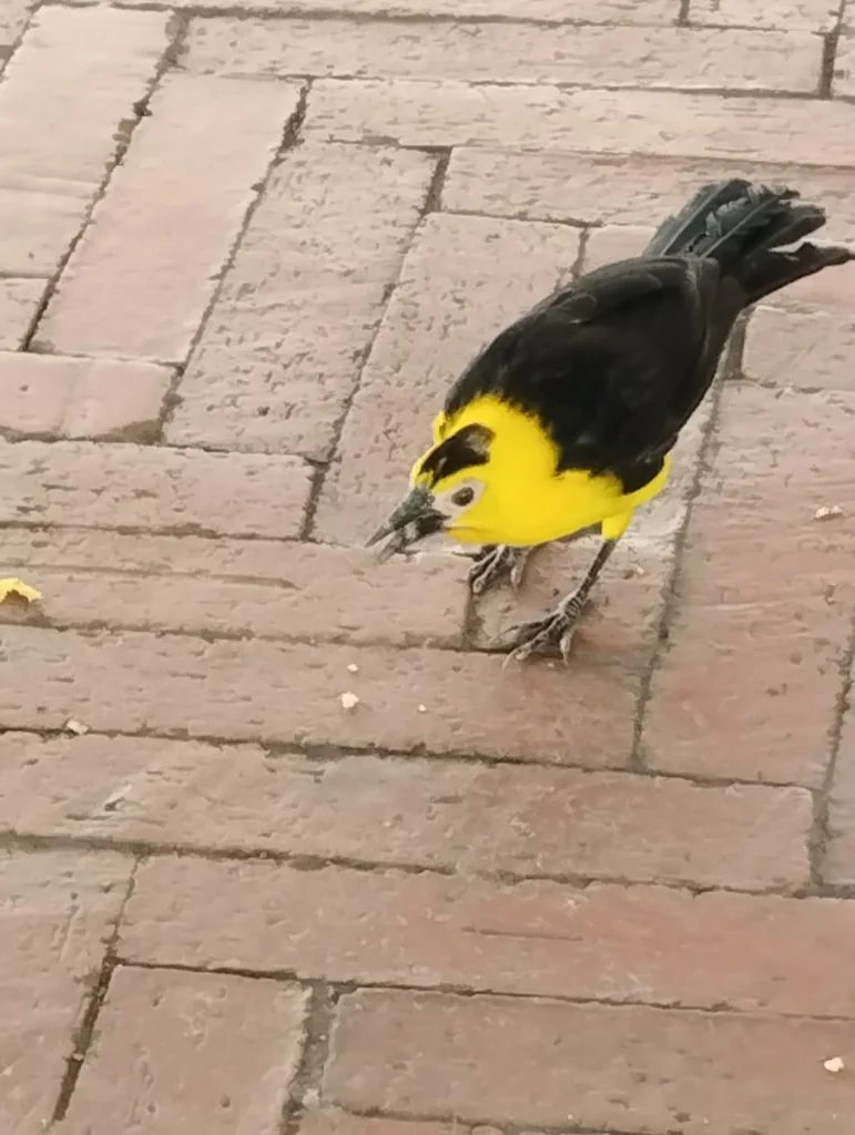 黄头拟鹂(Gymnomystax mexicanus)