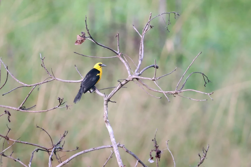 黄头拟鹂(Gymnomystax mexicanus)