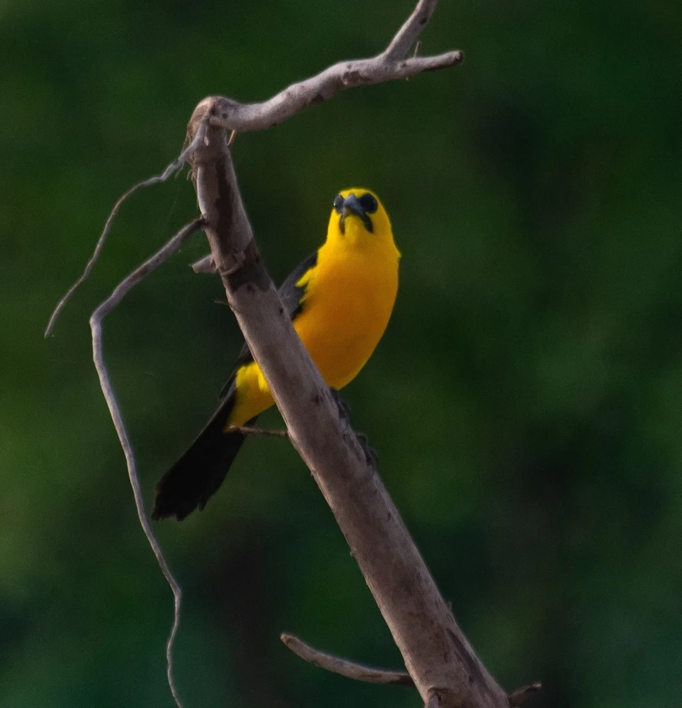 黄头拟鹂(Gymnomystax mexicanus)