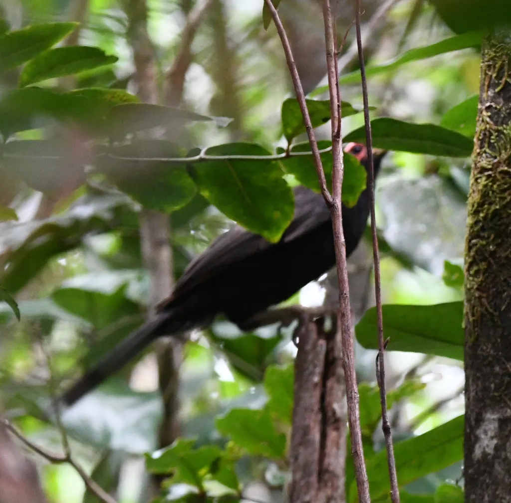 红脸裸吸蜜鸟(Gymnomyza aubryana)