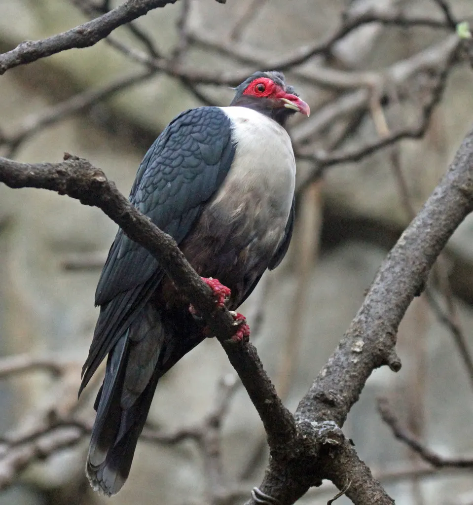 裸眶山鸠(Gymnophaps albertisii)