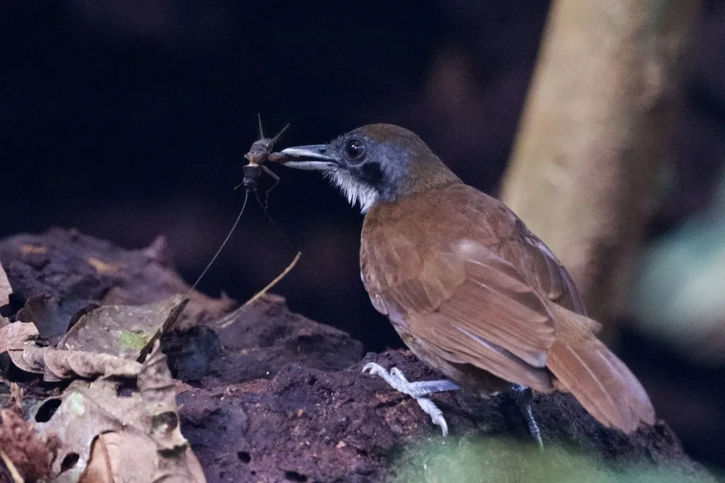双色蚁鸟(Gymnopithys bicolor)