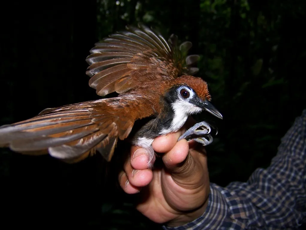 白颊蚁鸟(Gymnopithys leucaspis)