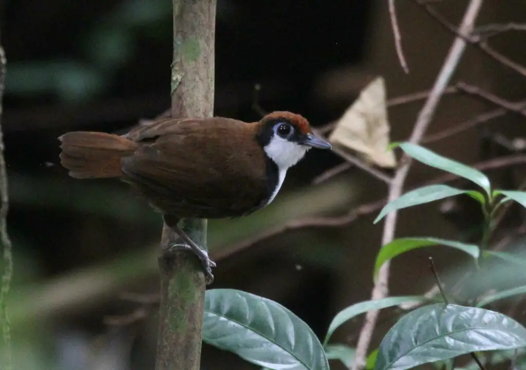 白颊蚁鸟(Gymnopithys leucaspis)
