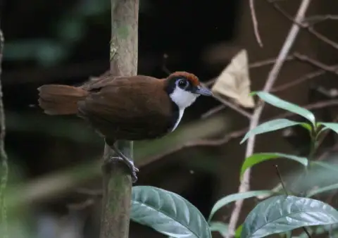 白颊蚁鸟