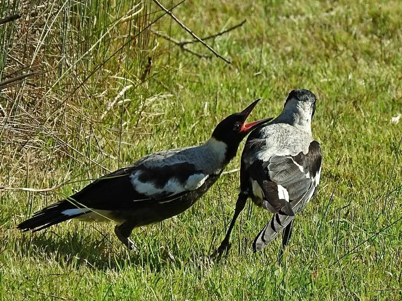 澳洲钟鹊(Gymnorhina tibicen)