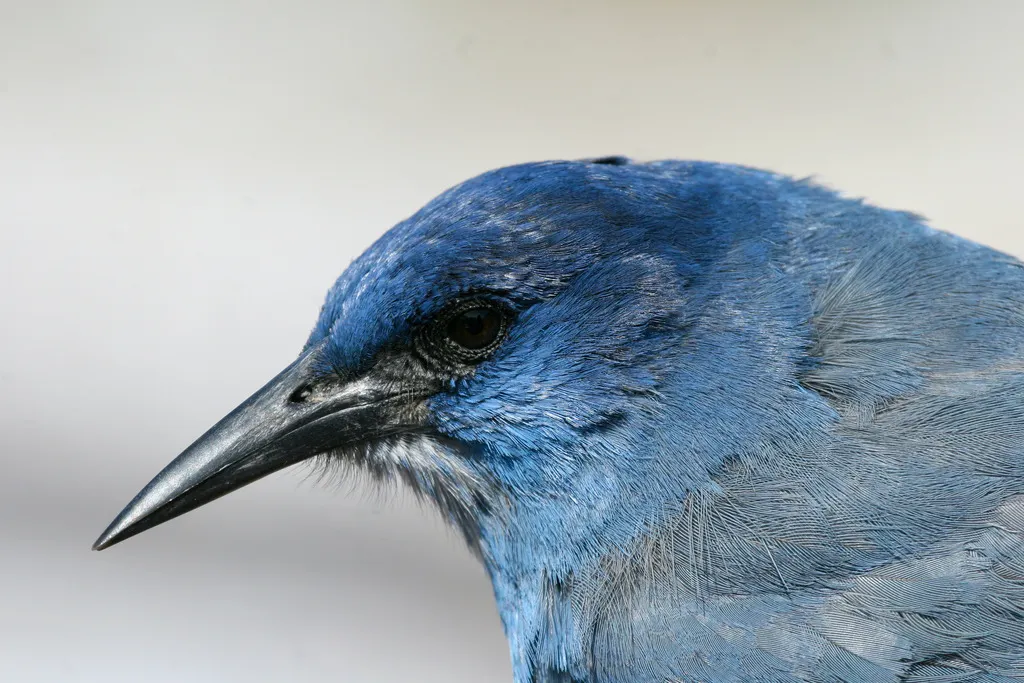 蓝头鸦(Gymnorhinus cyanocephalus)