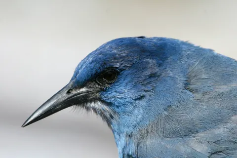 蓝头鸦