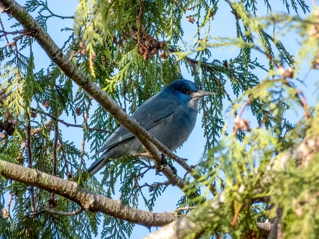 蓝头鸦(Gymnorhinus cyanocephalus)