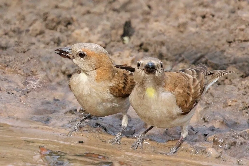 小石雀(Gymnoris dentata)